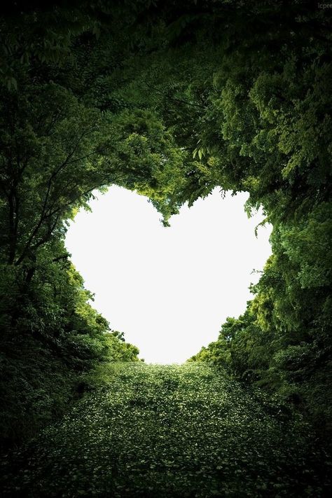 Heart Images Art, Valentines Day Border, Nature Heart, Love Background, I Love Nature, Heart In Nature, Tree Heart, Purple Flowers Wallpaper, Planting Trees