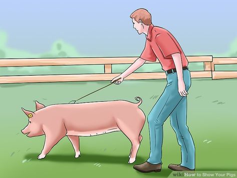 Pig Snout, Pig Showing, Raising Pigs, Raising Farm Animals, Pig Head, Showing Livestock, Be Gentle With Yourself, 12 Steps, Ffa