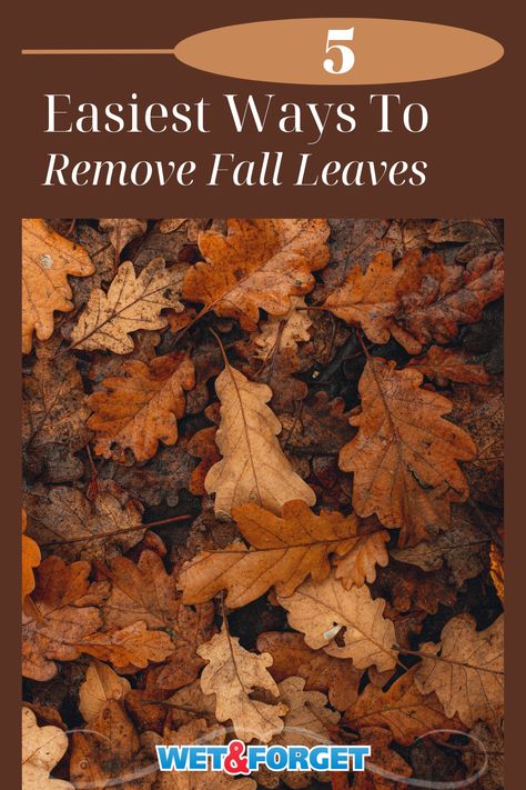 Are leaves covering your yard this fall? Check out the 5 easiest ways to remove leaves from your lawn this fall! Leaf Clean Up, Lawn Vacuum, Fall Leaves Background, Rock Yard, Lawn Vacuums, Yard Maintenance, Lawn Maintenance, Large Yard, Dry Leaf