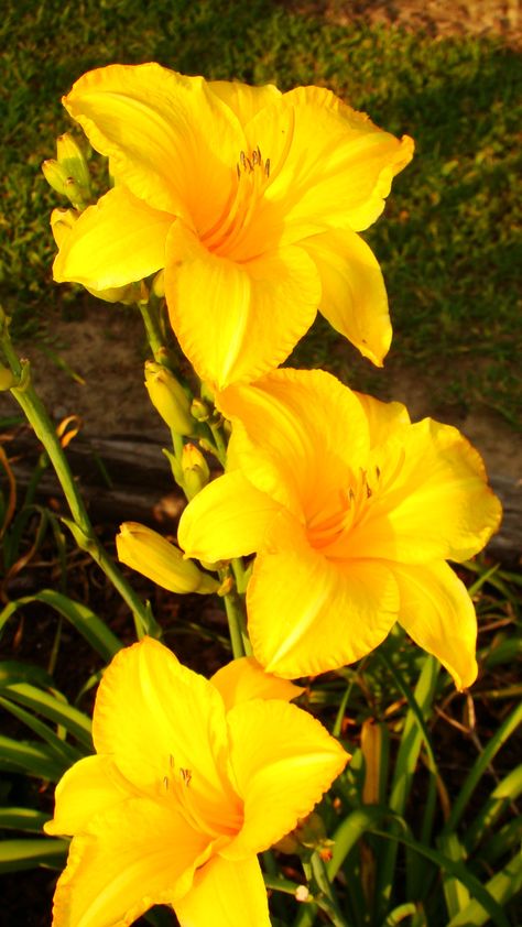 Yellow daylily Yellow Daylily, Very Beautiful Flowers, Day Lilies, Daylilies, Greek Words, Different Colors, Beautiful Flowers, Lily, Tattoos