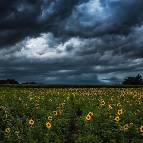 Field Aesthetic Dark, Dark Sunflower, Foggy Flower Field, Stormy Field Aesthetic, Sunflower At Night, Stormy Flower Field, Field Of Sunflowers, Dark Clouds, Sunflower Field