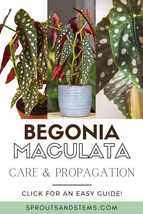 Begonia Maculata Wightii, Begonia Boliviensis Care, Polka Dot Begonia Propagation, Begonia Polka Dot, Begonia Maculata Propagate, Indoor Begonia House Plants, Begonia Plant Care, Spotted Begonia Care, Polka Dot Begonia Care