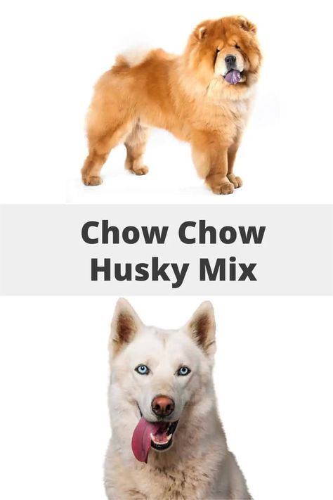 The Chusky is an average-sized dog and is a mix between the Siberian Husky and the Chow Chow. This beautiful and fun-loving dog is affectionate, extremely loyal, and alert making them good watchdogs. #chowchowhusky #chusky #chowchowsiberianhusky Husky Chow Mix Dog, Chow Mix Dog, Siberian Husky Mix, Hybrid Dogs, Calm Dogs, Husky Mix, Dog Shedding, Indoor Dog, Watch Dogs