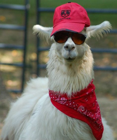 Ok... this one looks like someone's grandma. Funny Llama Pictures, Llama Pictures, Llama Face, Funny Llama, Llama Drama, Llama Alpaca, Cute Llama, 웃긴 사진, Wearing A Hat