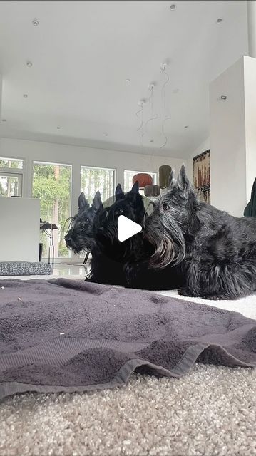 Ground Meadow's on Instagram: "Sometimes I give the dogs a sniffing task inside the bath towel. Notice how well they wait for the task to start! ☺️♥️ And the amount of the sniffing! And after this they all are exhausted. It's tough to use your nose so intensely. #scottie #scotties #scottishterrier #scottishterriers #terrier #scottish_terrier #scottiedog #scottiedogs #scottiesofinstagram #ScottishTerriersofInstagram #scottishterriersofinstagram #scottielove #scottielovers #skotlanninterrieri #ground_meadows #groundmeadows #dogphotography #dogportraitphotography #dogactivities #dogsniffing" Scottish Terrier Grooming, Scottie Dog Crafts, Dog Portrait Photography, Scottie Puppies, Scottish Terrier Puppy, Scottie Terrier, Scotty Dog, Dog Crafts, Cairn Terrier