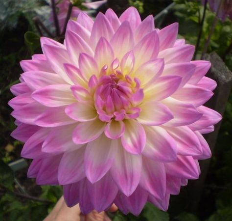 Dahlia 'Miss Delilah' Purple Daliah Flower, Delilah Tattoo Flower, Delilah Flower Tattoo, Dahlia Tattoos, Daliah Flower, Delilah Flower, Flowers Reference, Dalia Flower, Bees Garden