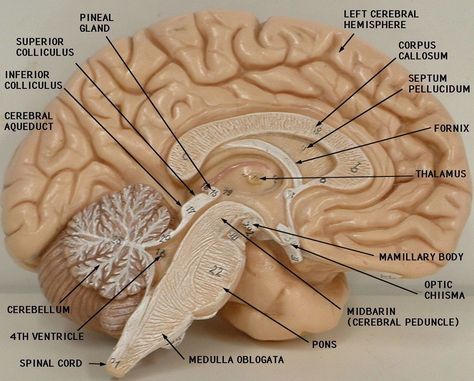 Brain Model Labeled Brain Diagram, Brain Models, Basic Anatomy, Basic Anatomy And Physiology, Brain Anatomy, Anatomy Models, Cranial Nerves, The Human Brain, Medical School Studying