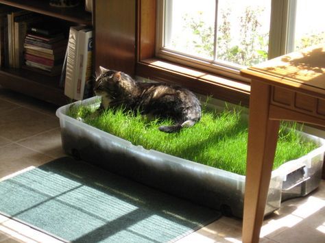 Outdoor Cat Activities, Cat Indoor Garden, Wheatgrass For Cats, Cat Grass Ideas, Bedroom For Cats, Cat Garden Ideas, Cat Grass Indoor Ideas, Indoor Cat Ideas, Cat Set Up