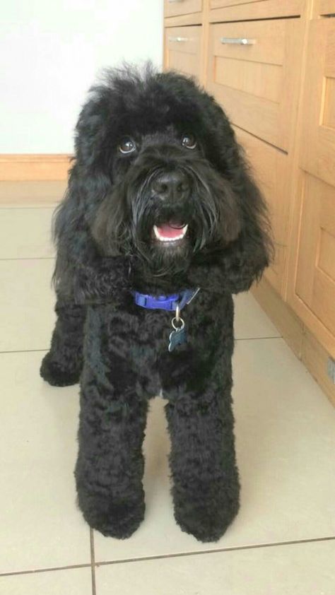 Black cockapoo. Darling Denzel I love him SO much. Black Cockapoo Haircut Styles, Cockapoo Haircut, Black Goldendoodle, Goldendoodle Art, Black Cockapoo, I Love Him So Much, Goldendoodle, Puppy Love, I Love Him