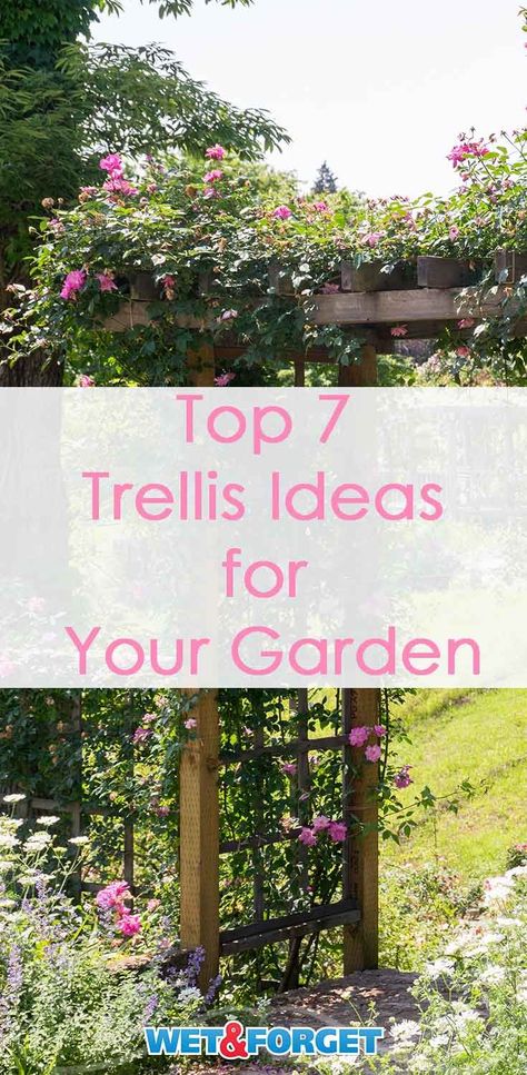 Pick out the best trellis for your garden with our quick guide! Cheap Trellis, Vine Pergola, Diy Garden Trellis Ideas, Plant Screen, Bean Teepee, Planting Hacks, Garden Trellis Ideas, Clematis Trellis, Plant Inspiration