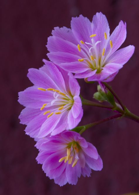 Lewisia Flower, Bouquet Champetre, Kristina Webb, Tree Garden, Unusual Flowers, Flower Nature, Rare Flowers, Nature Tree, Fairy House