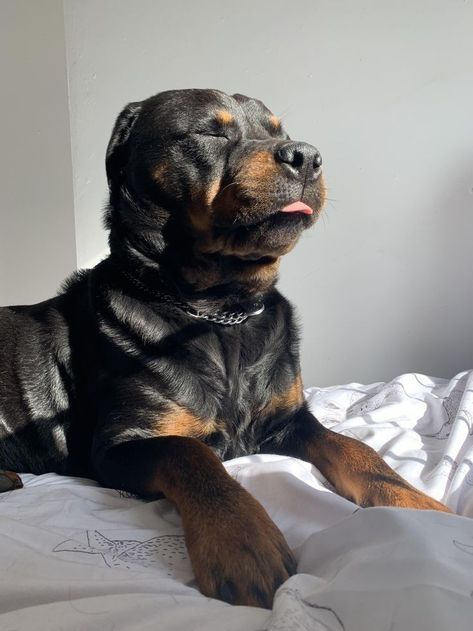 Rottweiler Dog Aesthetic, Pitbull Rottweiler Mix Puppies, Rotwiller Dogs Aesthetic, Rottweiler Aesthetic, Rottweiler Mix Puppies, Baby Rottweiler, Rottweiler Love, Rottweiler Mix, Scary Dogs