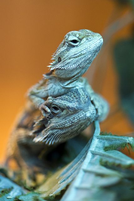 Bearded Dragons Blue Bearded Dragon, Beard Dragon, Bearded Dragon Diy, Bearded Dragon Cage, Bearded Dragon Food, Baby Bearded Dragon, Bearded Dragon Cute, Bearded Dragon Care, Dragon Skin