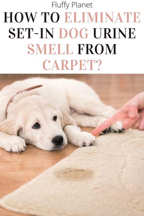 Urine Smell Out Of Carpet, Pet Urine Smell, Dog Pee Smell, Carpet Smell, Pee Smell, Urine Odor, Urine Smells, Dog Urine, Urine Stains