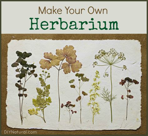 An herbarium is an identification book that you can create from a collection of dried plants, that can (and should) be personalized to your tastes and/or area. Plant Press, Paris Seine, Fleurs Diy, Garden Journal, Dry Plants, Plant Identification, Pressed Flower Art, Nature Journal, Nature Crafts