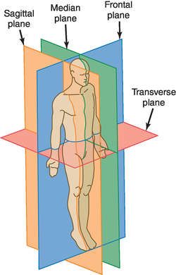 Frontal plane | definition of frontal plane by Medical dictionary How To Retain Information, Frontal Plane, Respiratory System Anatomy, Med School Study, Medical Terminology Study, Sagittal Plane, Medical Dictionary, Nursing School Essential, Body Diagram