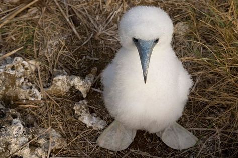 Gannet Booby Bird, 동화 삽화, Baby Bird, Cute Birds, Animals Friends, Beautiful Creatures, Beautiful Birds, Funny Photos, Animals Beautiful