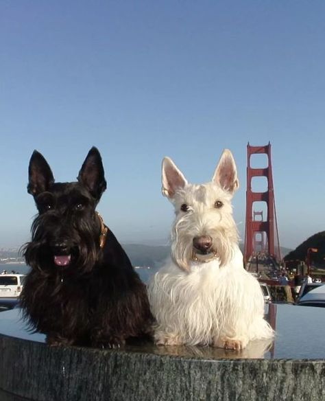 Scottish Terrier Puppy, Scottie Terrier, Havanese Puppies, Scottish Terriers, Scottie Dogs, Tag Friends, Dynamic Duo, Scottish Terrier, Dogs Of The World