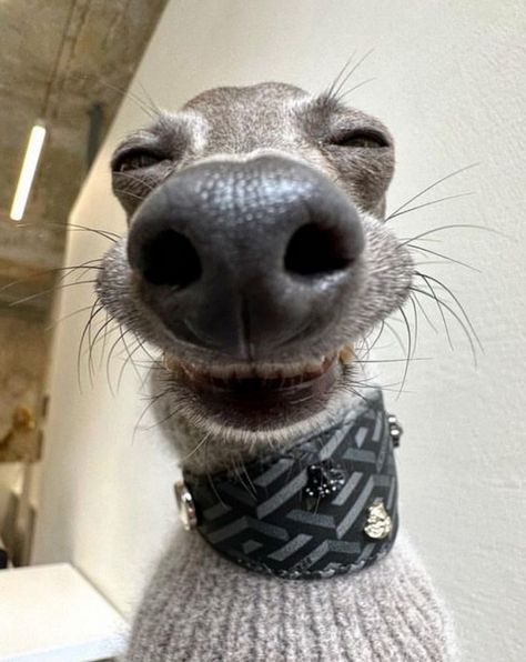 italian greyhound terrier mix Whippet Dog Puppy, Puppies Images, Greyhound Puppies, Silly Animal Pictures, Italian Greyhound Puppies, Greyhound Puppy, Rat Dog, Pinterest Summer, He He