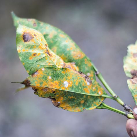 10 Common Plant Diseases (and How to Treat Them) | The Family Handyman Common House Plants, Lipstick Plant, Starting Seeds Indoors, Buy Seeds, Aromatic Plant, Plant Diseases, Powdery Mildew, Planting Roses, Edible Plants