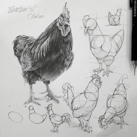 Structural Drawing, Anatomy Sketches, Animal References, Drawing Studies, Perspective Art, Chickens And Roosters, Anatomy Drawing, Pencil Art Drawings, Animal Sketches