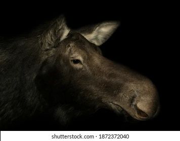 Moose Face Head in Profile from the Side Dark Image Night Photography Wild Elk Brown Black Fur Close-Up Moose Head, Closeup Photo, Dark Images, Animal Skulls, Wildlife Art, Diy Face Mask, Night Photography, Wildlife Photography, Royalty Free Photos