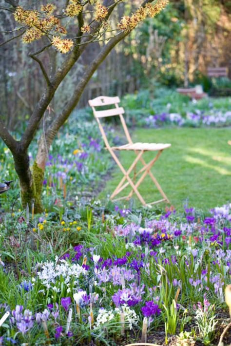 Celebrate spring's return! Flower Carpet, Spring Flowering Bulbs, Garden Bulbs, Front Lawn, Spring Bulbs, Natural Garden, Spring Garden, Front Garden, Dream Garden