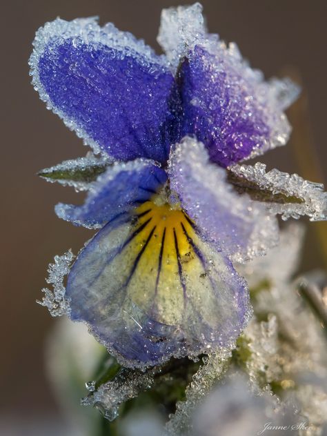 Violet Garden, Picked Flowers, Beautiful Scenery Photography, Snow Flower, Nice Weekend, Spring Photography, Beautiful Flowers Wallpapers, Winter Beauty, Big Art