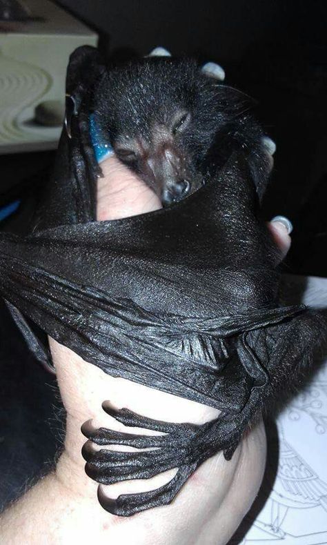 Bat Baby Bats, Cute Bat, Cute Creatures, Sweet Animals, 귀여운 동물, Animals Friends, Beautiful Creatures, Animals Beautiful