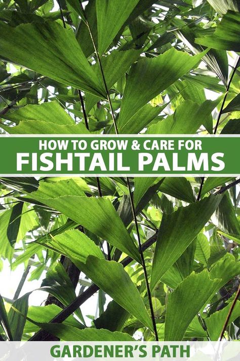 A close up vertical image of the foliage of a large fishtail palm (Caryota mitis) growing indoors. To the center and bottom of the frame is green and white printed text. Trees Indoors, Fishtail Palm, Fancy Goldfish, Vegetable Garden Planner, Vegetable Garden Tips, Vegetable Garden Planning, Vegetable Garden For Beginners, Starting A Vegetable Garden, Vegetable Garden Diy