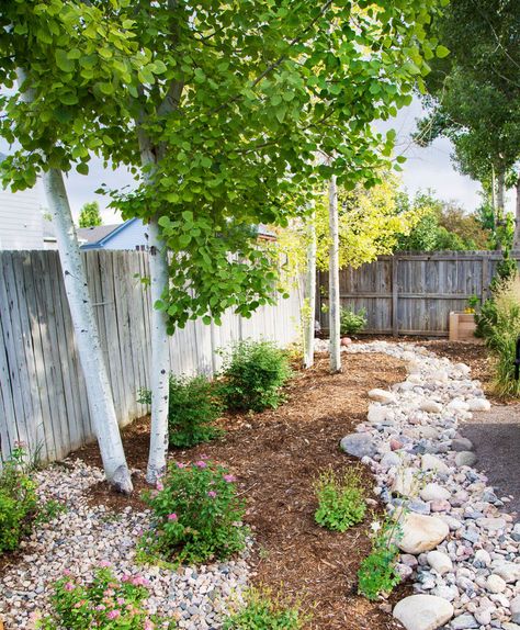 Aspen Landscape Ideas, Aspen Tree Backyard, Landscape Design Colorado, Landscaping With Aspen Trees, Colorado Yard Landscaping, Colorado Landscaping Ideas Backyards, Colorado Landscape Ideas, Quaking Aspen Tree Landscaping, Aspen Trees Landscaping