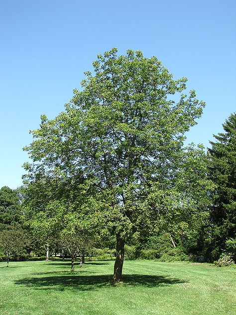 Ohio Buckeye Tree, Buckeye Tree, Ohio Buckeyes, Full Size Photo, Home Projects, Minnesota, Ohio, New Homes, Trees