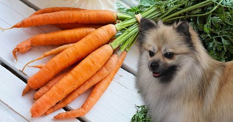 Wondering if carrots are safe for dogs? Discover the benefits of carrots for dogs' teeth, digestion, and overall health. Find out the best way to serve them! Frozen Carrots For Dogs, Carrots For Dogs, Can Dogs Eat Carrots, Frozen Carrots, Benefits Of Carrots, Super Healthy Snacks, Carrot Benefits, Carrot Dogs, Dogs Teeth