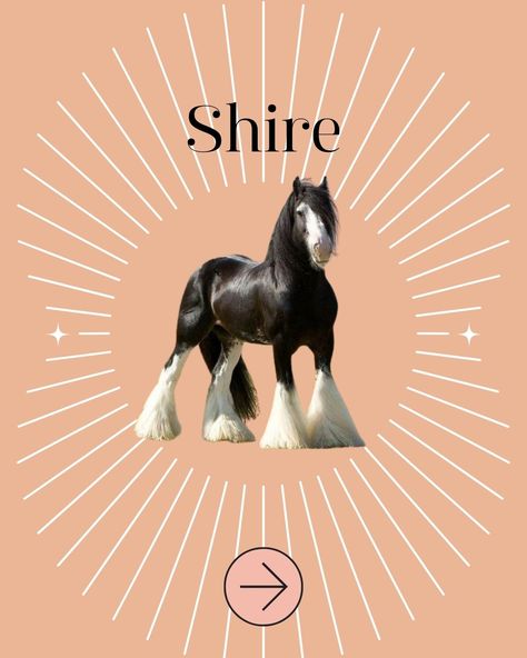 🤩 “What is the biggest horse breed?” The Shire Horse. The Shire breed is enormous and powerful, standing at more than 18 hands tall and weighing up to 1,100 kg. 😎 The Suffolk Punch. One of the biggest horse breeds to originate in England. 💪 The Percheron. They can weigh up to 952 kg and stand between 16 and 17 hands tall. They’re excellent in ploughing, wagon pulling, and heavy lifting. 🙌 The Clydesdale. Clydesdales can pull large loads, making them ideal for pulling carriages. Farmers ha... Big Horse Breeds, Pull Large, Suffolk Punch, Shire Horse, Big Horses, The Shire, Clydesdale, Heavy Lifting, Horse Breeds