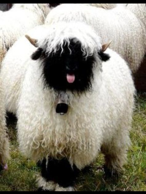 Valais Black Nose sheep - OMG I WANT ONE!!! Blacknose Sheep, Valais Blacknose, Valais Blacknose Sheep, Sheep And Lamb, Cute Sheep, Sweet Animals, Animal Photo, Zebras, 귀여운 동물