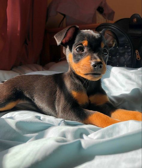 Mini Pinscher Puppy, Perro Doberman Pinscher, Mini Doberman, Miniature Pinscher Puppy, Miniature Pinscher Dog, Mini Pinscher, Doberman Pinscher Dog, Cute Dogs Images, Really Cute Puppies