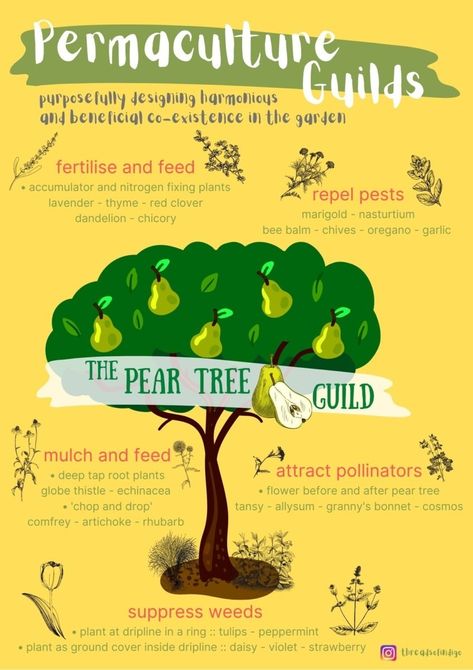 Plant Guilds Gardens, Fruit Guild, Tree Guild, Food Forest Garden, Permaculture Principles, Edible Gardening, Yard Inspiration, Garden Fruit, Grow Food