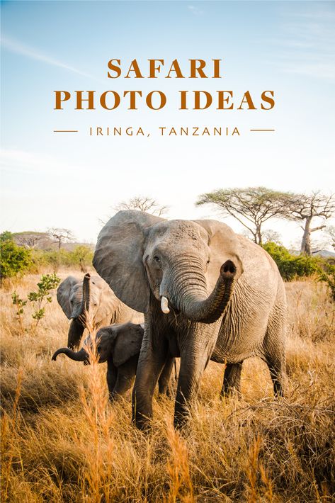 Top photo ideas while on a safari. Wildlife photography inspiration. Tanzania travel. Ruaha National Park outside Iringa. Safari Photography. Safari Photo Ideas, Safari Photos, Safari Photography, Safari Photo, Tanzania Travel, African Safari, Top Photo, Wildlife Photography, Editorial Photography