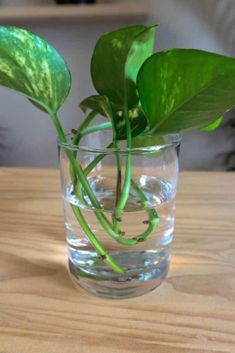 Propagating Golden Pothos, Perlite Propagation, Hanging Plants Decor, Propagating Pothos, Easiest Indoor Plants, Propogating Plants, Propagate Pothos, Green Nature Aesthetic, Pothos In Water