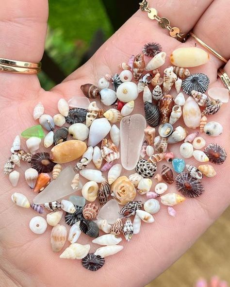 Kimmy Kai Hawaii 🐚🌊✨ on Instagram: "Tiny Tuesday Maui Edition 🐚💛 Got caught in a huge white out rainstorm right at the end of finding all of these itty bitties… worth it 🙌🏽 Beautiful Laiki shells, neon dusky cone, a perfect juvenile cone shell, a few nice pieces of sea glass, some tiny pukas, opihi shells, fringed cowries, and I even found one trivia shell! #shellyeah #tiny #mini #maui #travel #adventure #explore #wanderlust #photooftheday #happy #ocean #fun #beautiful #aloha #shell #n Ocean Shells, Affordable Beachy Shell For Summer, Seashell Collection, Collecting Shells, Shells Aesthetics, Tiny Shells, Collecting Shells Aesthetic, Beachy Shell-shaped Shell Jewelry, Cheap Shell-shaped Jewelry With Colorful Beads