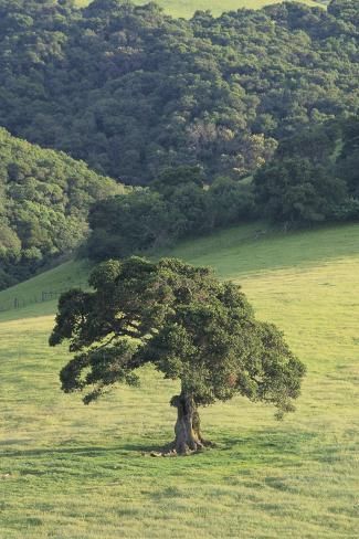 size: 24x16in Photographic Print: Oak Tree by DLILLC : Cuisine Monastery Aesthetic, Oak Trees Landscaping, Live Oak Trees, Giant Tree, Tree Canopy, Lone Tree, Live Oak, Unique Trees, Photo Tree