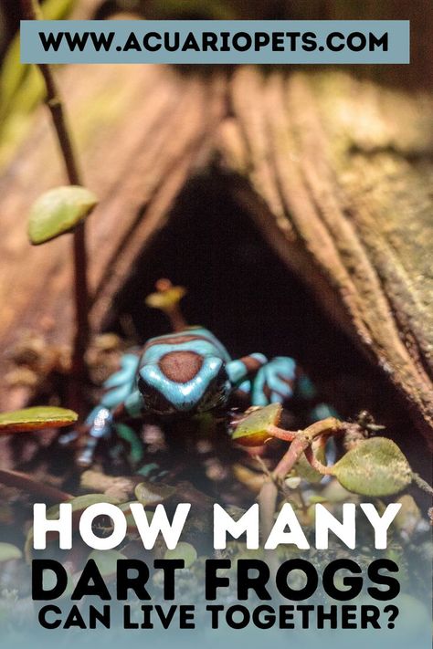 you must be blazed with the most frequently asked question, “how many dart frogs can live together?” Well, no worries, I’ve also faced this question a bunch of times, and would like to answer now. While the dart frogs are juvenile, a tiny group of around 15 to 20 can live together in a large vivarium. But as soon as they grow up, and become mature, they’ll start fighting with each other. It is recommended to keep not more than 3 adult dart frogs in a single vivarium. Poison Dart Frog Terrarium, Dart Frogs Vivarium, Dart Frog Enclosure, Poison Dart Frog Vivarium, Large Vivarium, Strange Pets, Dart Frog Tank, Tad Poles, Dart Frog Terrarium