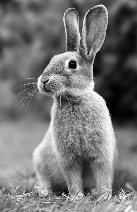 Black And White Animal Photography Wildlife, Black And White Rabbit, Tier Tattoo, Animal Photography Wildlife, Rabbit Wallpaper, Wild Animals Photography, Pencil Drawings Of Animals, Wild Animals Pictures, Bunny Wallpaper