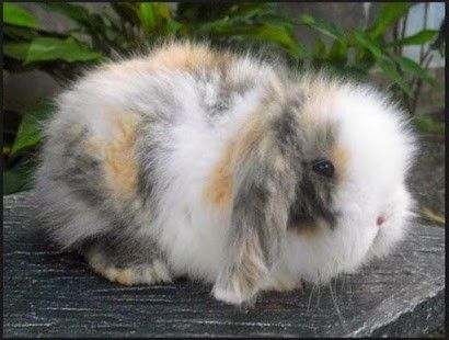 Fuzzy lop bunny. Fuzzy Lop Bunny, Lop Bunny, Fuzzy Wuzzy, Animal Icon, Pet Lover, Cuteness Overload, Cute Bunny, Mammals, Animal Lover