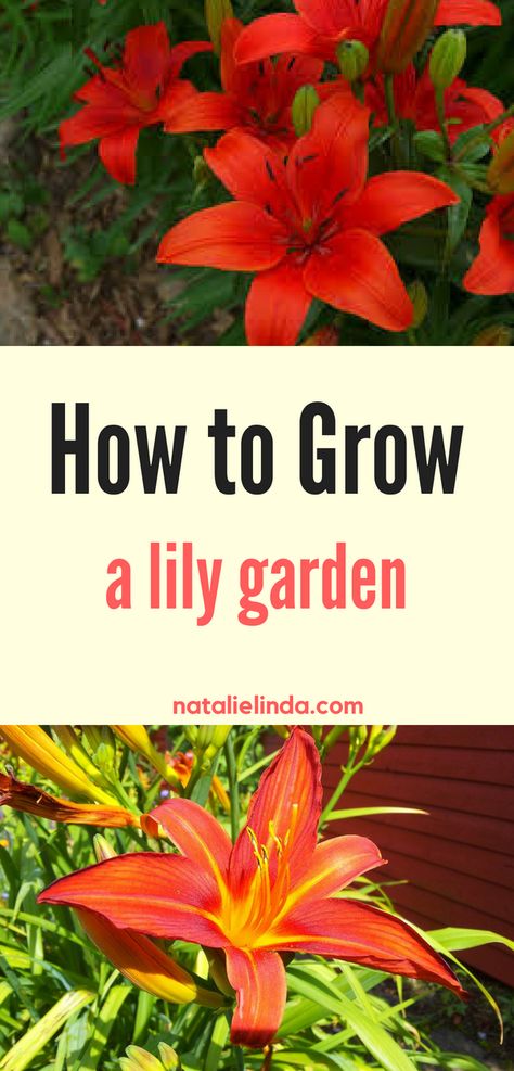 Read this easy how-to guide to learn how to grow your own lily garden! This beautiful and low-maintenance perennial will easily adorn your garden for many years! Day Lily Garden, Lily Flower Bed Ideas, Lily Garden Ideas, Lilly Garden Ideas, Lily Garden Ideas Flower Beds, Lupines Garden, Part Shade Perennials, Lilly Garden, Asian Lilies