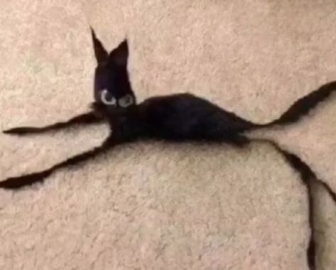 Cursed Cats, Online Group, Wonderful Things, Cat Pics, Black Cat