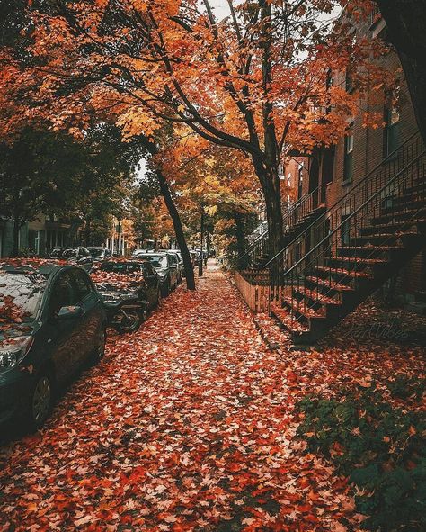 Fall Photo Challenge - 30 Fall Photography Ideas to Give Your Instagram Serious Fall Vibes! - Cassie Scroggins Fall Mood Board, मोबाइल वॉलपेपर, Autumn Scenery, Fall Feels, Trik Fotografi, Fall Pictures, Autumn Cozy, Photo Challenge, Autumn Aesthetic