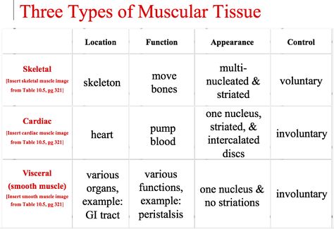 Muscle Tissue Notes, Muscular Tissue Notes, Body Tissues Anatomy, Muscle Tissue Anatomy, Types Of Muscle Tissue, Muscular Tissue, Teaching Cells, Muscular System Anatomy, Tissue Biology