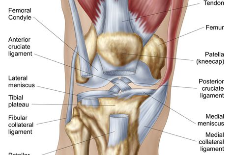 The Illustrated Guide to What's Causing Your Knee Pain: Step 1 of 5 - Normal Joint (Knee) Human Knee, Inner Knee Pain, Swollen Knee, Cruciate Ligament, Ligament Injury, Knee Exercises, Knee Pain Relief, Knee Injury, Sciatica