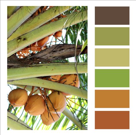 Coconut Tree Palm Tree Color Palette, Coconut Color Palette, Coconut Packaging Design, Raffle Gifts, Coconut Tree Design, Organic Branding, Harmony Art, Colour Pallets, Coconut Palm Tree